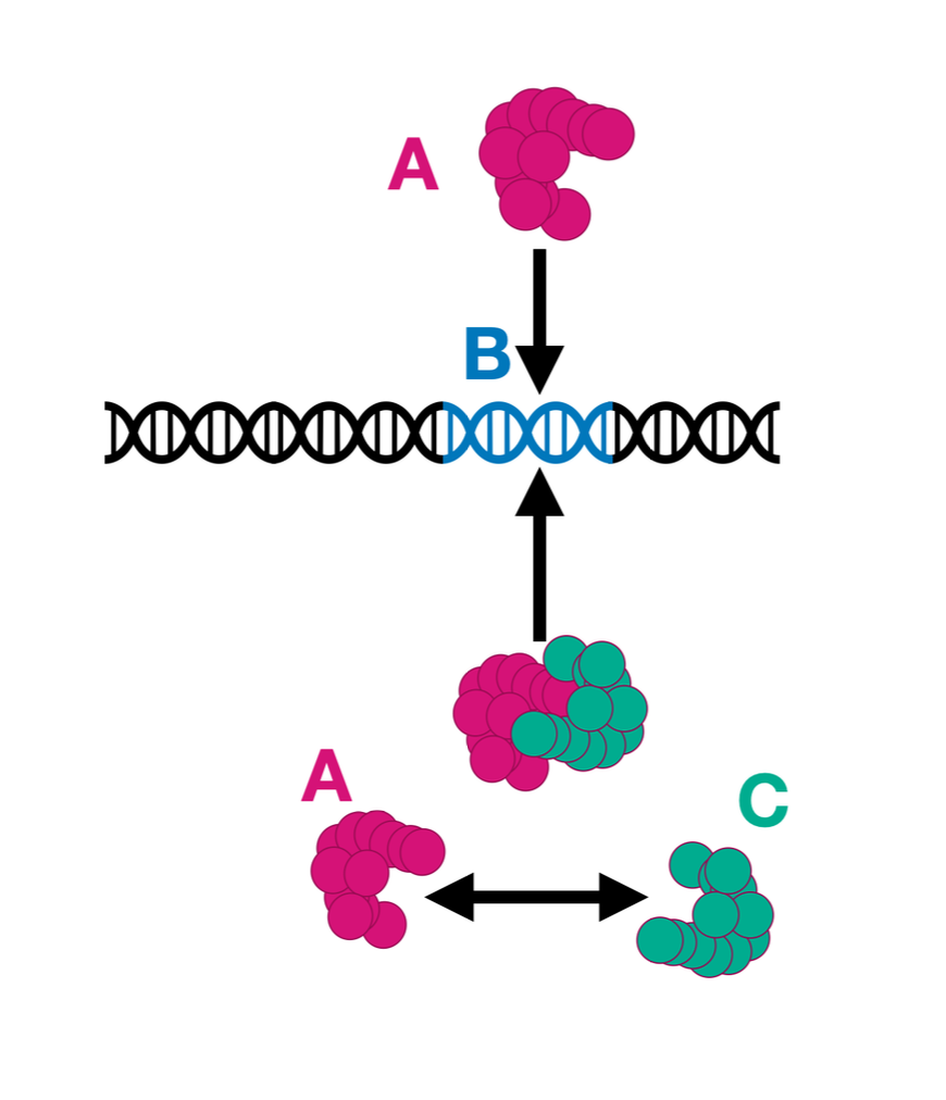 Image of a combinatorial gene regulation